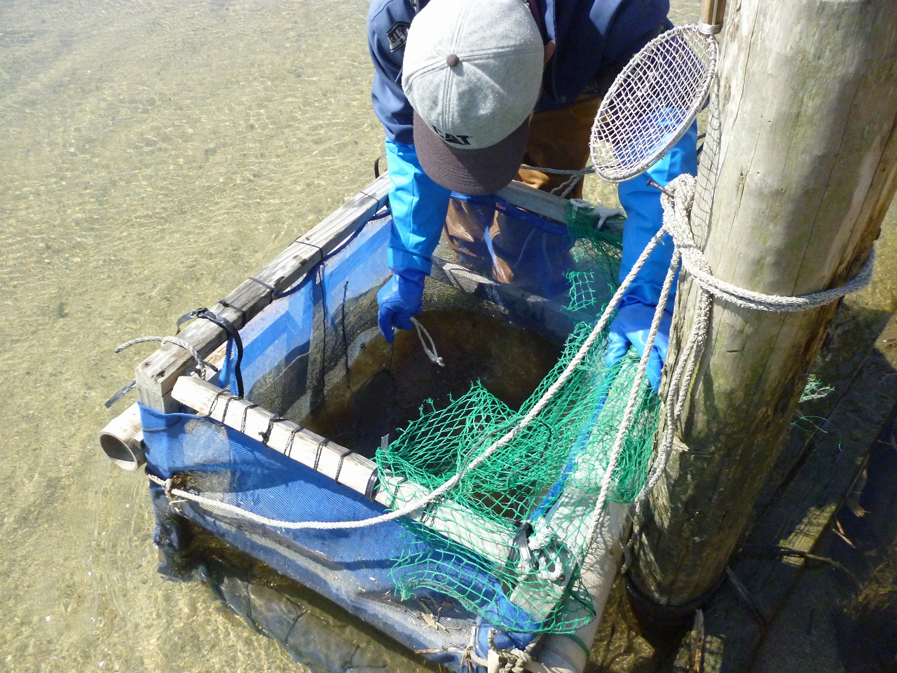 漁網 たらしい 白魚網