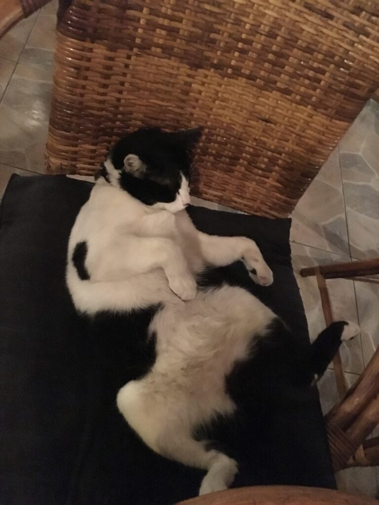 近所の猫 スタッフ日記 やえすの家 九州八重洲株式会社